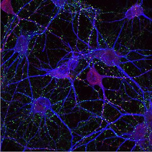subliminal-power Nerve cells in your brain